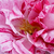 Bijela - crvena - Hibrid perpetual ruža - Ferdinand Pichard